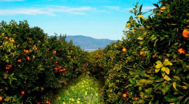 naranjas