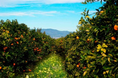 naranjas